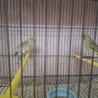 قناری یک جفت اگات موزاییکی سرخ|پرنده|مشهد, فاطمیه|دیوار