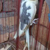 عرروس هلندی جفتش باهم 1200|پرنده|علیآباد کتول, |دیوار