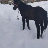 کره اسب نر|اسب و تجهیزات اسب‌سواری|سیلوانه, |دیوار