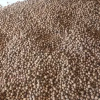 گردو|عمده‌فروشی|لردگان, |دیوار