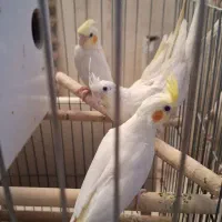 عروس هلندی نر وماده دون خور مادر.