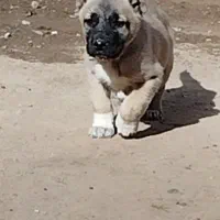 واگذاری توله سگ‌‌‌ سرابی نر و ماده|سگ|سراب, |دیوار