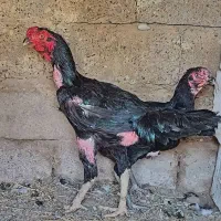 مرغ و خروس لاری اصیل