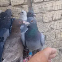 کبوتر ۱۵ تا پلاکی تازه تخت شدن همه نر
