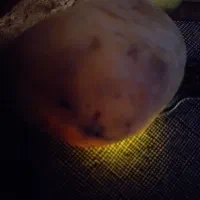 شهاب سنگ|جواهرات|بجنورد, |دیوار