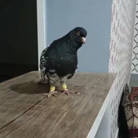 کبوتر کله سیاه