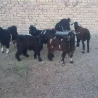 کهره نر چاق|حیوانات مزرعه|مرودشت, پشت سایپا|دیوار