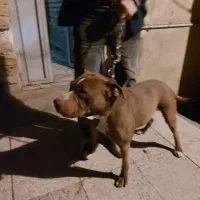 چند قلاده سگ پدر پیت بول ماستیف مادر جرمن دوبرمن|سگ|شیراز, سلطان آباد|دیوار