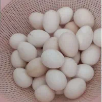 تخ مرغ گلین نطفه دار. اصیل. ضمانتی