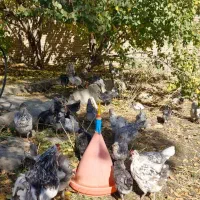 تخم نطفه دار گلین طوسی|حیوانات مزرعه|کرمانشاه, |دیوار