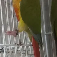 گرینچیک و کوتوله سرلاکی