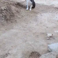 توله پا کوتاه (ماده) و جفت کبوتر|سگ|زهک, |دیوار