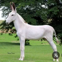 خر باربری ماده جوان