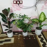 تعدادی گل و گیاه آپارتمانی با گلدون