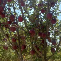 ۶۰ من باغ هلو و سیب|فروش دفتر صنعتی، کشاورزی، تجاری|مراغه, |دیوار