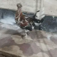 مرغ وخروس