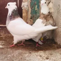 کبوتر|حیوانات|بجنورد, |دیوار