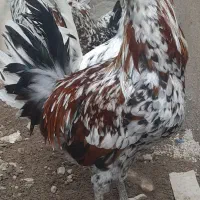 خروس گلین لری اصیل عشایری ریشو چهل تاج