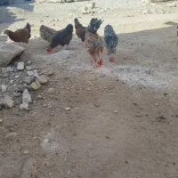 مرغ خروس گلین ریشو پا پر