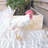 فروش مرغ و خروس