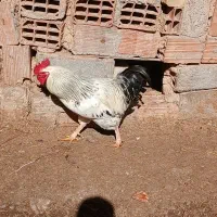 خروس|حیوانات مزرعه|شیروان (خراسان), |دیوار