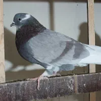 کبوتر پرشی|پرنده|شهریار, شهریار|دیوار