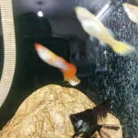 ماهی و آکواریم|ماهی|مرند, |دیوار