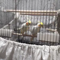 فروش عروس مولد به شرط مولد لیتینو|پرنده|بندر ماهشهر, |دیوار