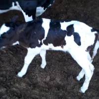 فروش یک جا گاو و گوساله|حیوانات مزرعه|فولادشهر, فولادشهر|دیوار