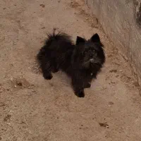 سگ پاپی مشکی گمشده