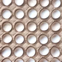 تخم مرغ نطفه دار برهما و آمروک و کوشین ومینیاتوری