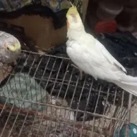 جفت طوطی مرواریدی و لوتینو دستی با قفس و وسایل