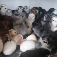 جوجه گلین ریشی وچهل تاج اصیل