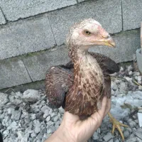 سه عدد لاری نژاد دار|حیوانات مزرعه|چالوس, |دیوار