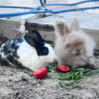 خرگوش جرسی|موش و خرگوش|خمینیشهر, |دیوار