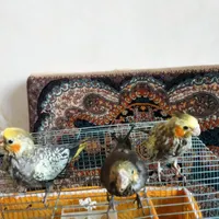 جوجه عروس هلندی سالم و سرحال|پرنده|اشنویه, |دیوار