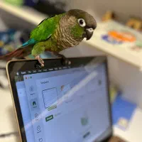 طوطی گرینچیک ۶ ماهه نیمه‌دستی