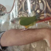 طوطی گرینچینگ زیبا|پرنده|مشهد, کوه سنگی|دیوار