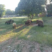 ۱۲ راس بره گله ای