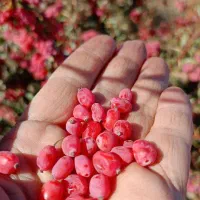 فروش زرشک تازه و دون شده امسالی