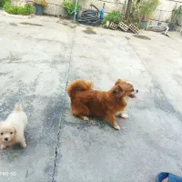 فروش دو تا سگ نر و ماده و با توله|سگ|کیاکلا, |دیوار