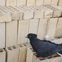 کبوتر اصفهانی|پرنده|اصفهان, شهرک ولیعصر|دیوار