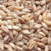 گندم ساورز بوجاری شده