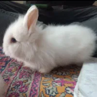 بچه خرگوش خانگی