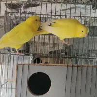 عروس هلندی و مرغ عشق فنچ|پرنده|قوچان, |دیوار