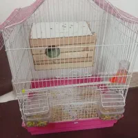 طوطی برزیلی جفت مولد