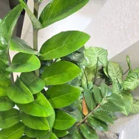 فروش تجاری بازار رویامال