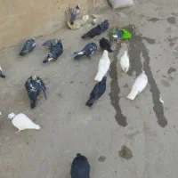 کبوتر گلی|پرنده|بن, |دیوار