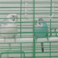 حیوان خانگی