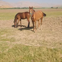 کره مادیان نژاد دار